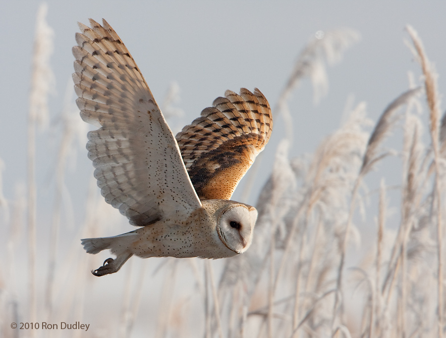 Owl Flying