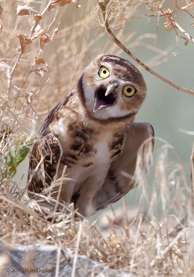 Owl Yawning