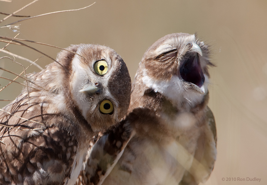 burrowing-owl-9406.jpg