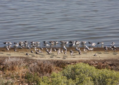 Brine Fly Feeding Frenzy At The Great Salt Lake « Feathered Photography