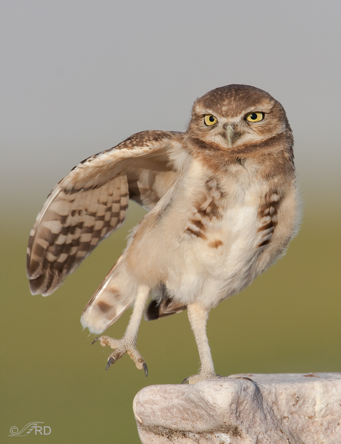 Owl Pose