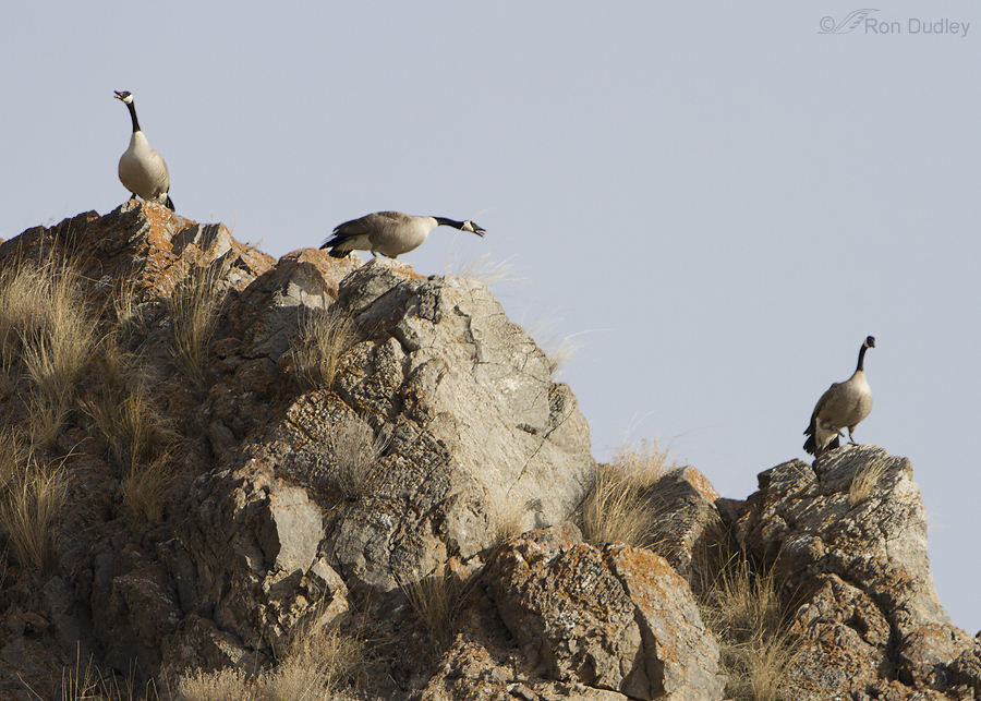 peregrine falcon vs canada goose