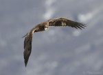 bald eagle 3390 ron dudley