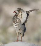 chukar 9637 ron dudley