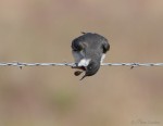 eastern kingbird 2514 ron dudley