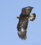 golden eagle 7760 ron dudley