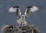 osprey 1356b ron dudley