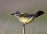 western kingbird 2633b ron dudley
