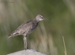 willet 0050 ron dudley