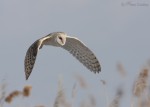 barn owl 0264 ron dudley