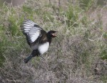 black billed magpie 3124 ron dudley