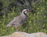 chukar 5138 ron dudley