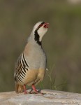 chukar 7445 ron dudley