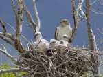 ferruginous hawk 6234 ron dudley