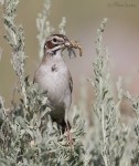 lark sparrow 7578 ron dudley