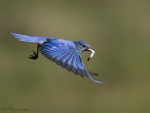 mountain bluebird 5619 ron dudley