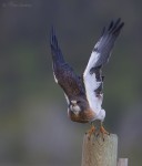 swainson's hawk 3915 ron dudley