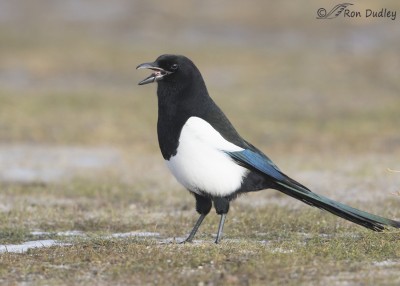 magpies insects 1250