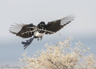 magpies nests northern 4l 500mm featheredphotography