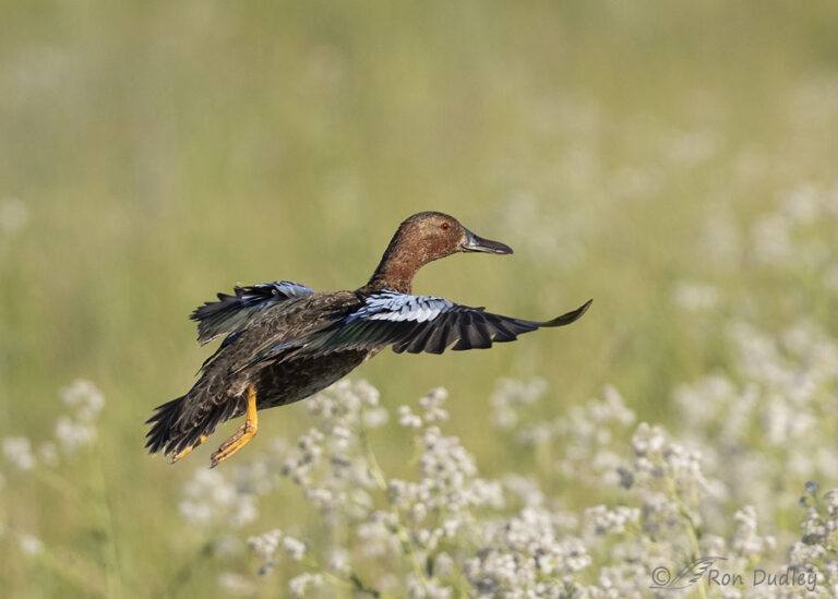 Drake Cinnamon Teal Puddle Jumping Feathered Photography