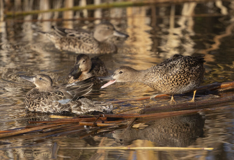 Squabbling Cinnamon Teal Hens Feathered Photography