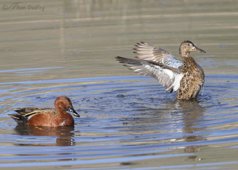 Mating Cinnamon Teals Feathered Photography