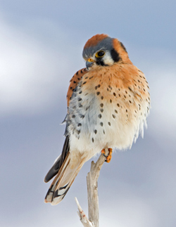 American Kestrel