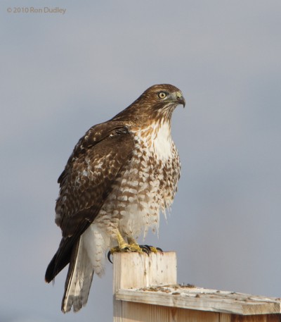 Red-tailed Hawk on bird house – Feathered Photography