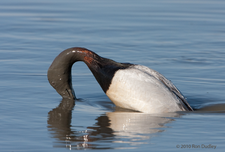 Canvasback – Feeding and Fighting Behavior – Feathered Photography