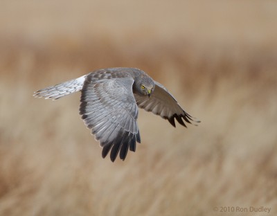 The Challenges of Photographing Birds in Flight in Low Light ...