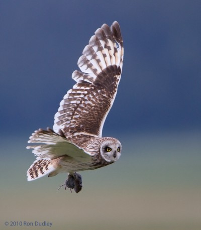 The Challenges of Photographing Birds in Flight in Low Light ...