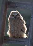 Great Horned Owl Fledglings And Juveniles – Feathered Photography