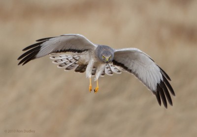 Northern Harrier Males – “Grey Ghosts” – Feathered Photography