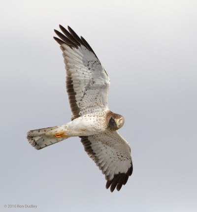 Northern Harrier Males – “Grey Ghosts” – Feathered Photography