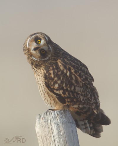 Short-eared Owl in the Fog – Feathered Photography