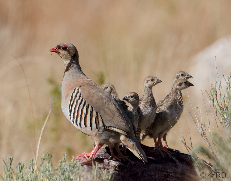 Parent with chicks