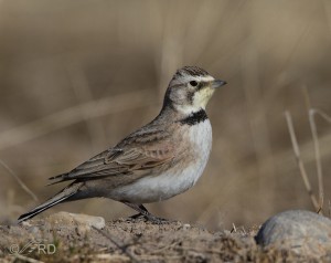 Horned Larks Blowin’ in the Wind – Feathered Photography