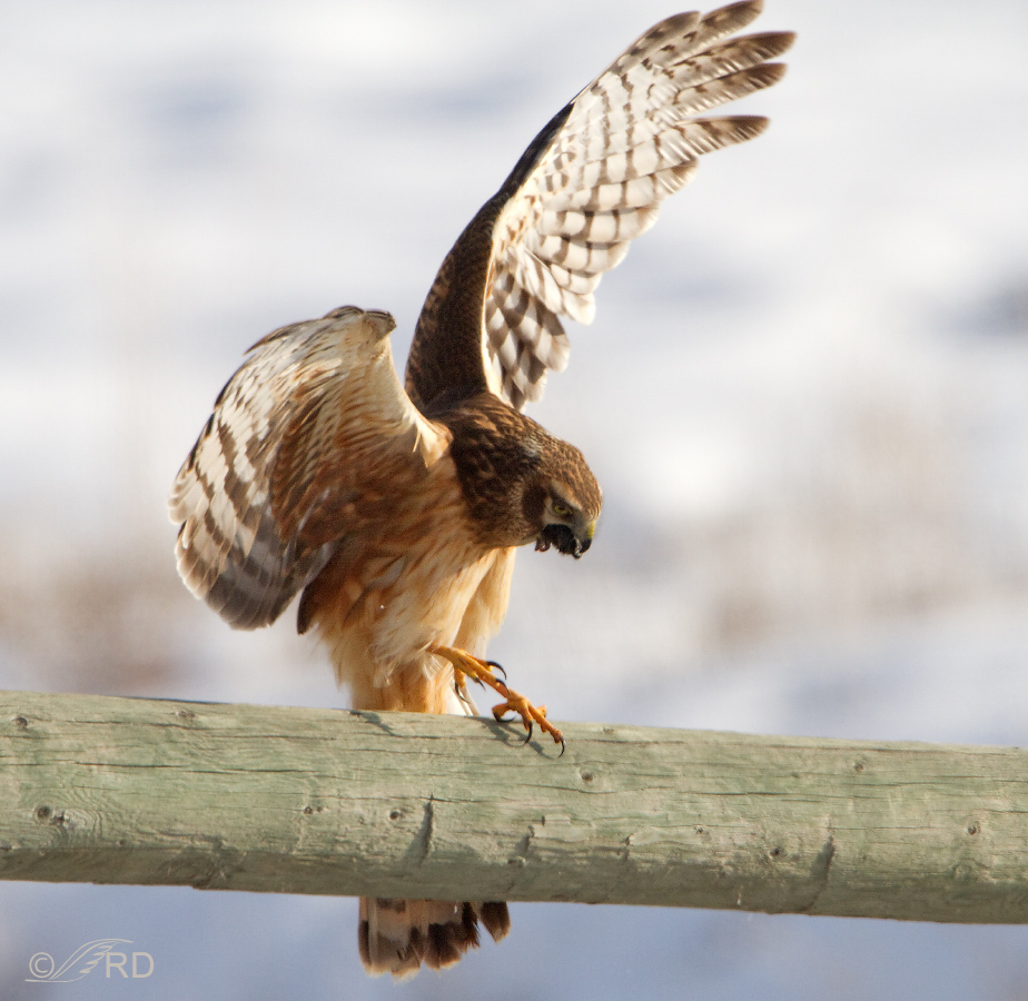 Northern Harrier struggling to expel a pellet