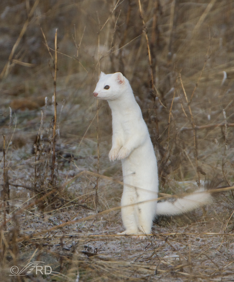 Long-tailed Weasel, winter molt