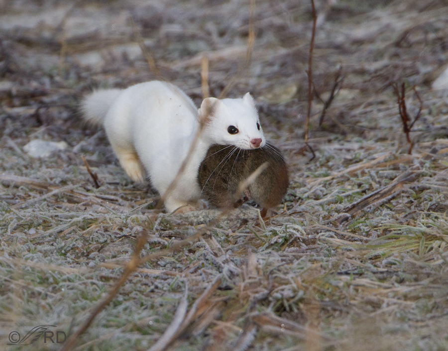 Weasel with the same vole