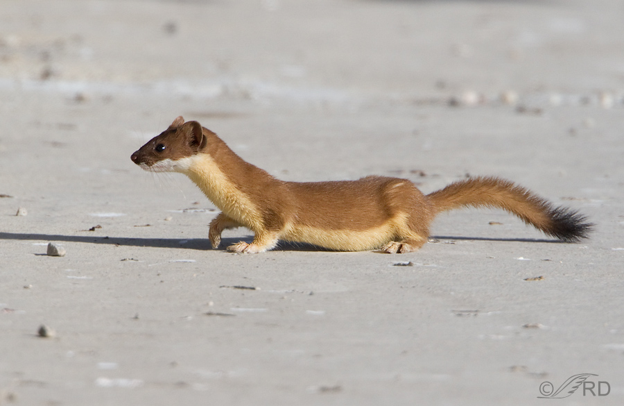 Long-tailed Weasel, summer molt