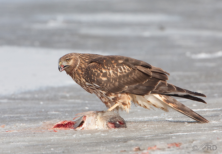 Northern Harrier eating fish