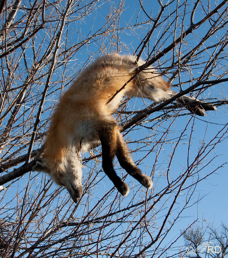 Second Red Fox in tree