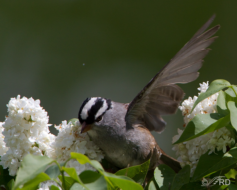 White-crowned Sparrow bathing in a lilac bush