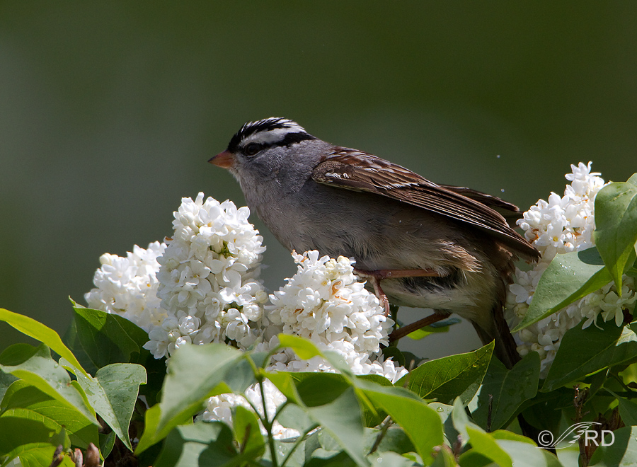 White-crowned Sparrow bathing in a lilac bush