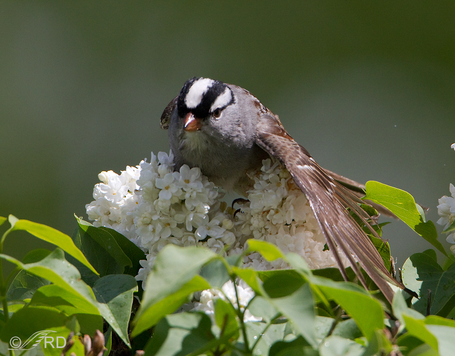 White-crowned sparrow bathing in a lilac bush