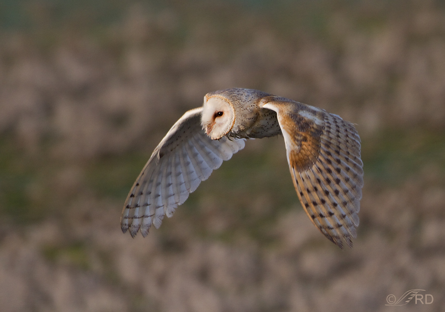  Barn Owl in Flight 