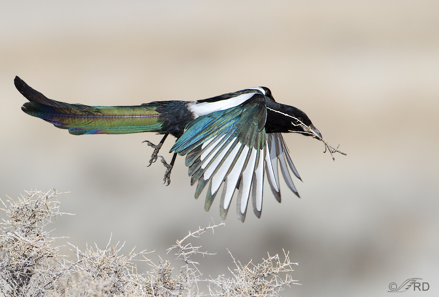 Black-billed Magpie in flight with nesting material