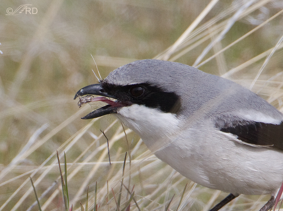 Close-up of shrike swallowing spider