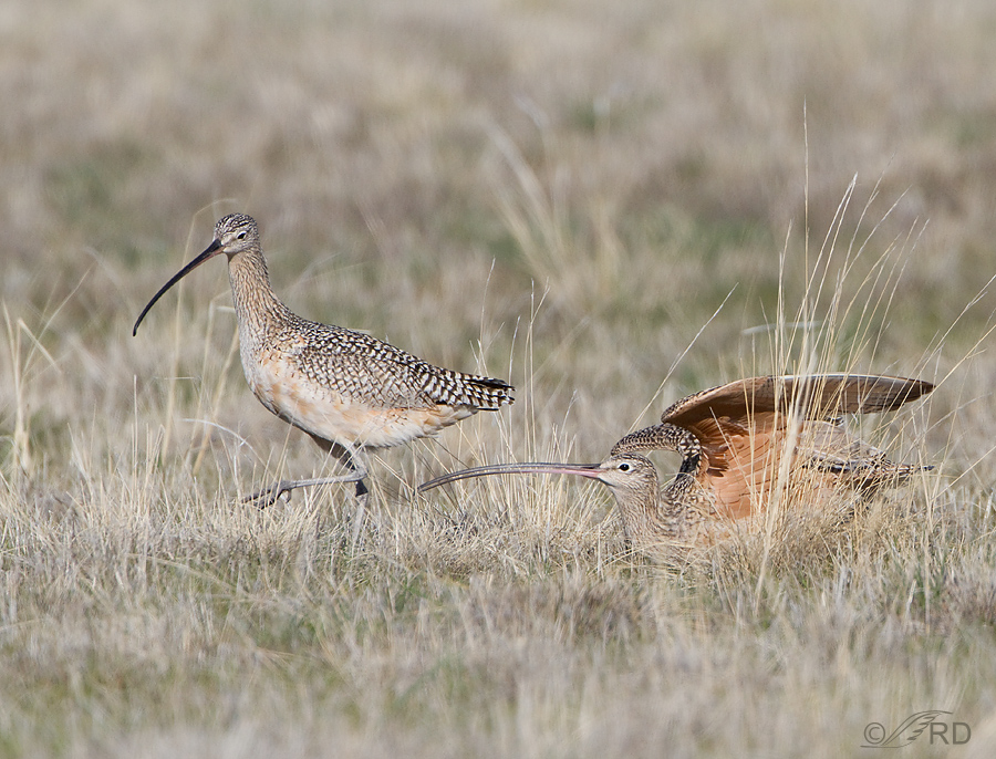 Long-billed Curlew, male and female